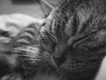 Close-up of cat sleeping