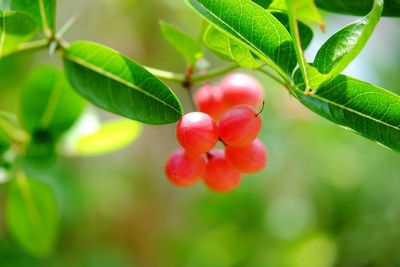 Close-up of red berries growing on plant