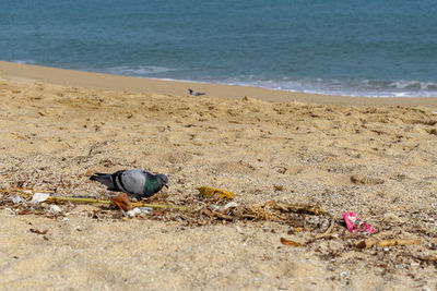 View of birds on beach