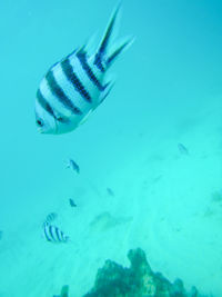 Fish swimming in sea