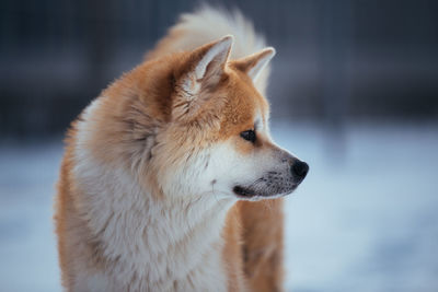 Close-up of dog looking away