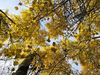 Low angle view of maple tree against sky