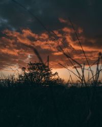 Silhouette plants on field against orange sky