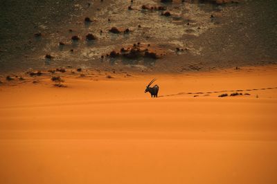 Antelope in sand 