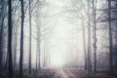 Road amidst trees in forest during winter