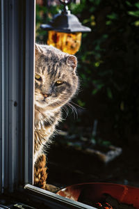 Portrait of cat looking through window