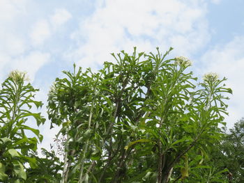 Low angle view of flowering plants against sky