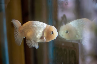 Close-up of fish swimming in sea