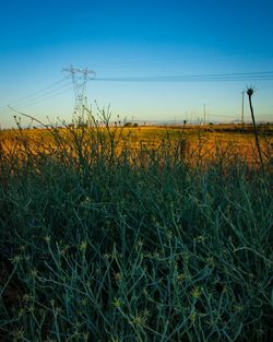 Scenic view of field against clear sky during sunset