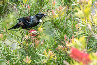 Bird perching on a plant