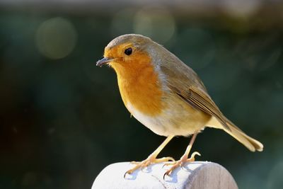 Robin perches atop a wooden post  backlit by winter sunshine