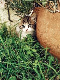 Portrait of tabby cat lying on grass