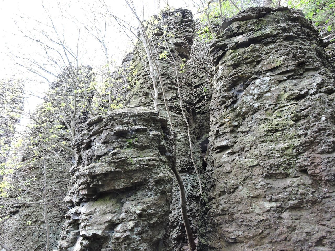 LOW ANGLE VIEW OF ROCK FORMATION AMIDST TREES