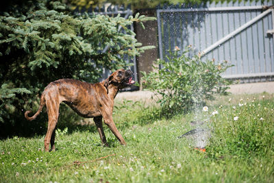 Side view of a boxer-dog in backyard