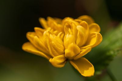 Close-up of yellow flowering plant