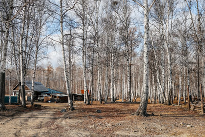 Trees in forest