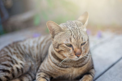 Close-up portrait of tabby cat