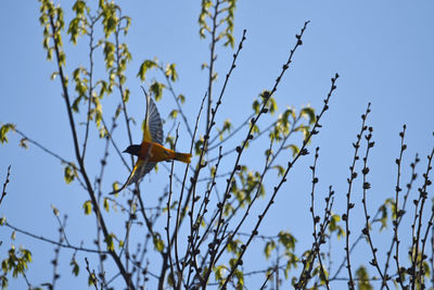 Low angle view of bird flying against sky