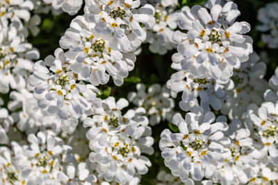 Close-up of white flowering blossoms, full frame 