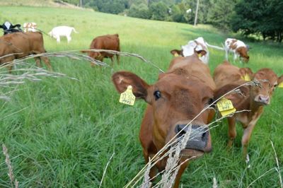 Cow grazing on grassy field