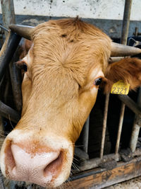 Close-up of bull in barn