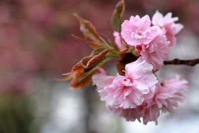 Close-up of pink cherry blossoms