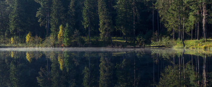 Scenic view of lake in forest