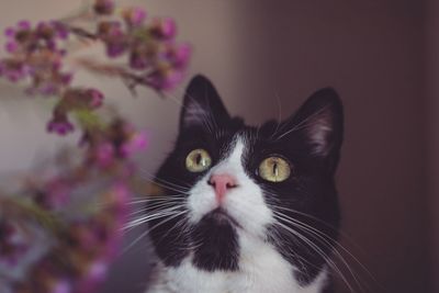 Close-up portrait of cat