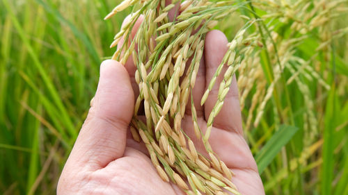 Cropped image of hand holding wheat growing on field