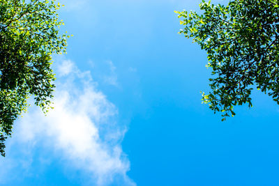 Low angle view of trees against blue sky