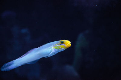 Close-up of fish swimming in aquarium