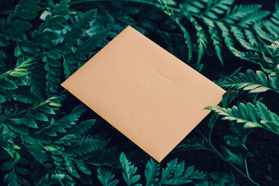 High angle view of blank paper on plant