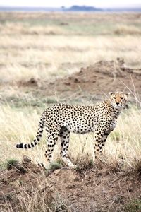 Cheetah standing on field in forest