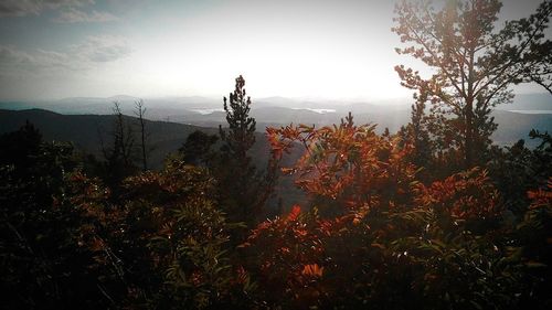 Plants growing in forest against sky at sunset