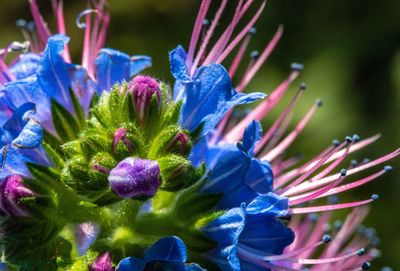 Close-up of purple blue flower