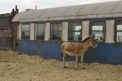 Horse against built structure