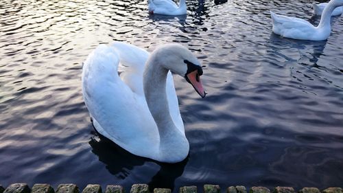 Swan swimming in lake