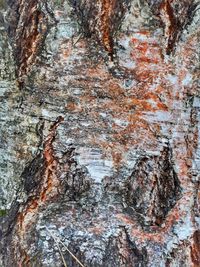 Full frame shot of trees with rocks