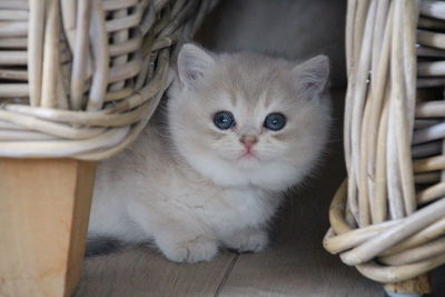 Close-up of cat in basket