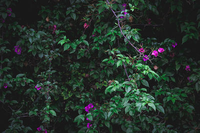 Close-up of multi colored flowers blooming outdoors