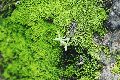 High angle view of moss growing on tree trunk