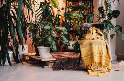 Potted plants on table