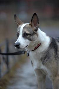 Close-up of dog looking away