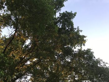 Low angle view of trees against sky