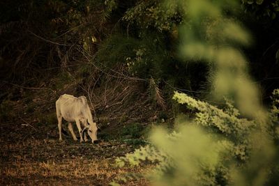 Cattle eating grass in a farm