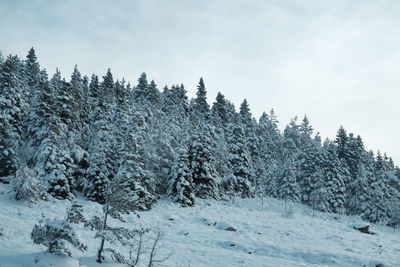 Pine trees in forest against sky