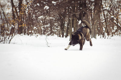 Dog running on snow covered land