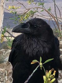 Close-up of a bird