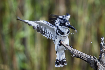 Bird flying over a tree