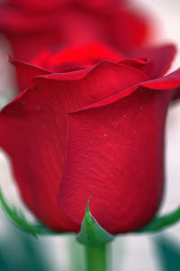 Close-up of red rose